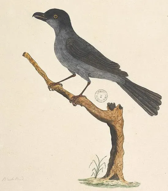 File:Aplonis fusca fusca.jpg