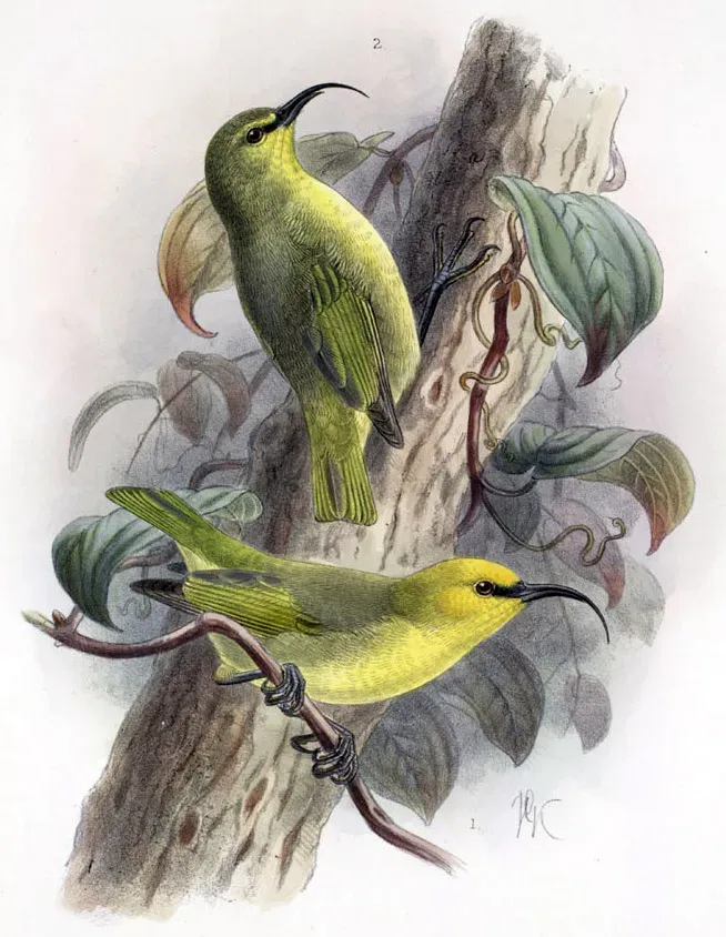 File:Hemignathus lucidus affinis.jpg
