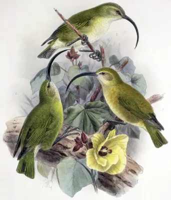 File:Akialoa lanaiensis.jpg