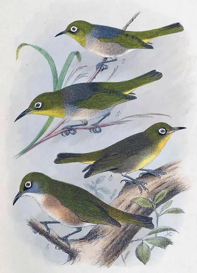 File:Zosterops strenuus.jpg