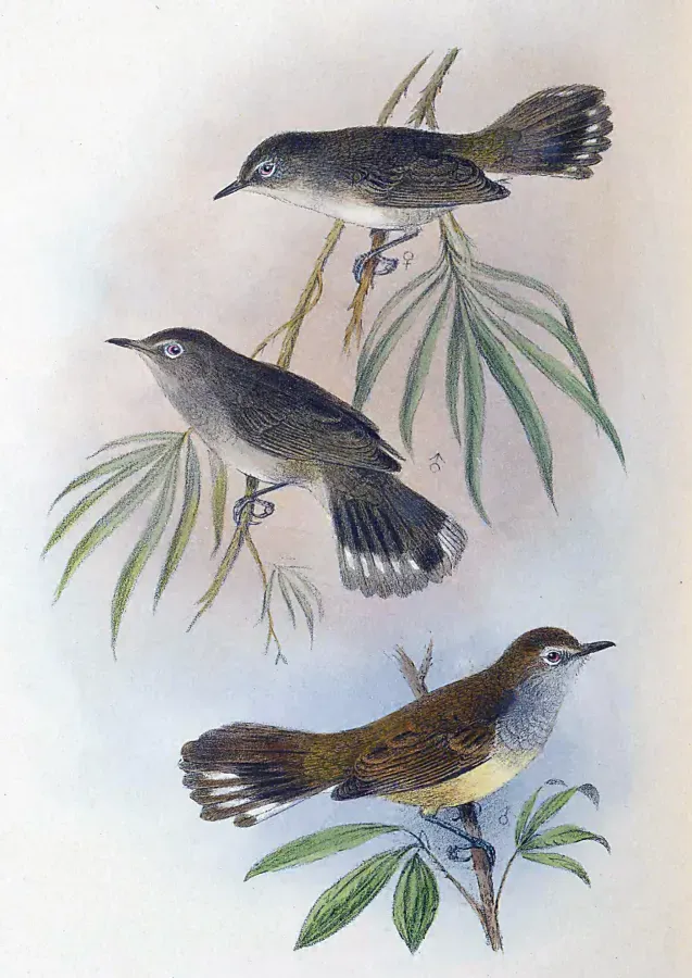 File:Gerygone insularis.jpg