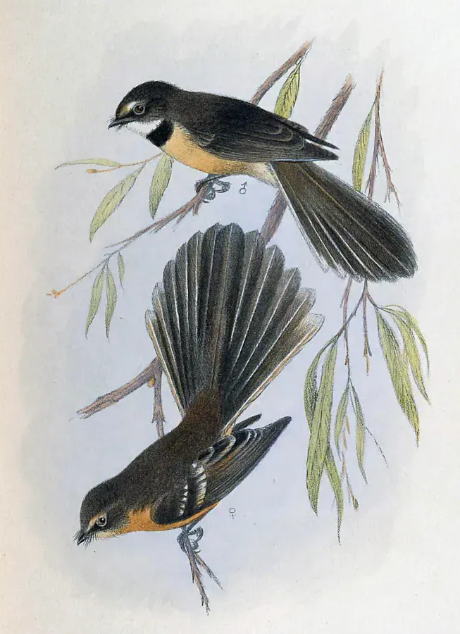 File:Rhipidura fuliginosa cervina.jpg