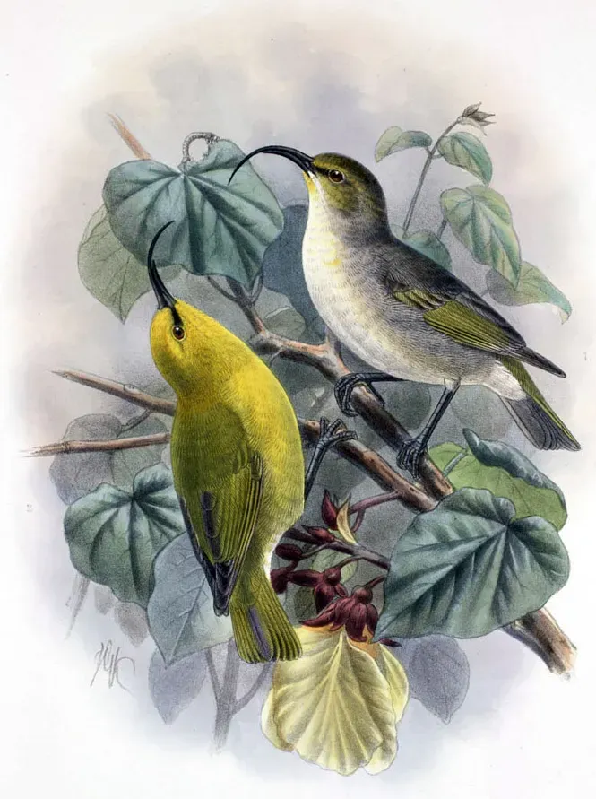 File:Hemignathus lucidus hanapepe.jpg