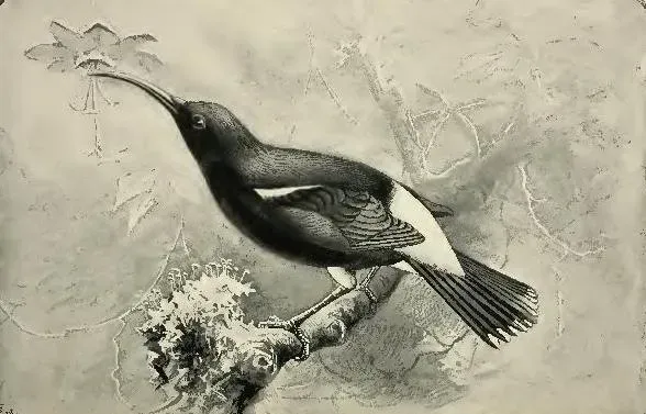 File:Drepanis pacifica.jpg