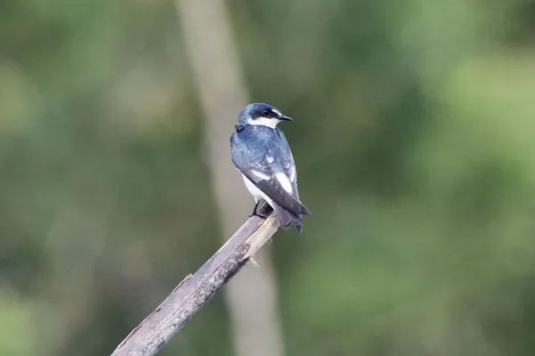 File:Tachycineta albilinea 174776365.jpg