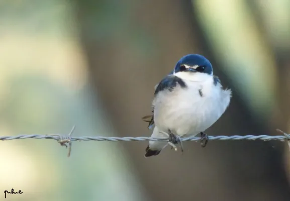 File:Tachycineta leucorrhoa 159712288.jpg