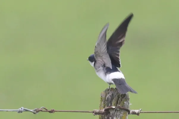 File:Tachycineta leucorrhoa 117366797.jpg