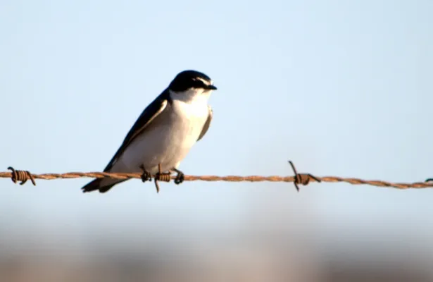 File:Tachycineta leucorrhoa 117234719.jpg