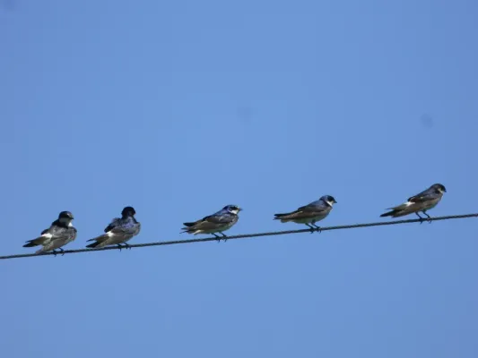 File:Tachycineta leucorrhoa 107610002.jpg