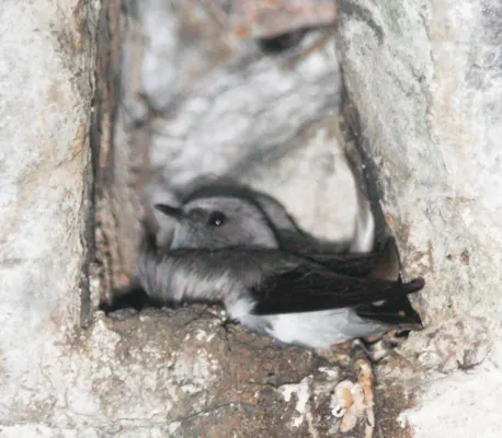 File:Phedina borbonica 2397300.jpg