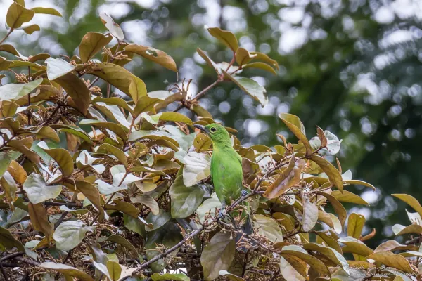 File:Dickschnabel-Blattvogel - Chloropsis sonnerati zosterops 237882886.jpg