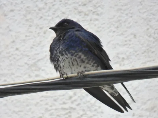 File:Progne elegans 156509595.jpg