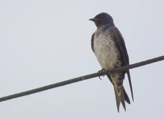 File:Progne elegans 57713524.jpg