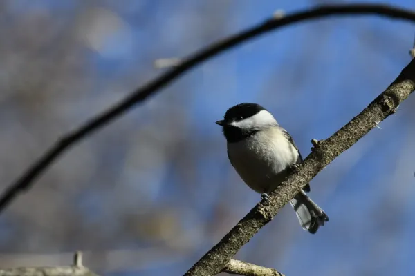 File:Poecile carolinensis DSC 0891.jpg