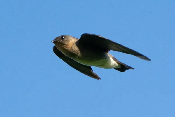 File:Stelgidopteryx ruficollis 243019889.jpg