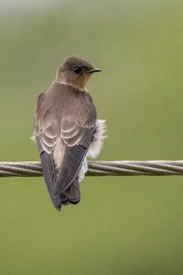 File:Stelgidopteryx ruficollis 239409092.jpg