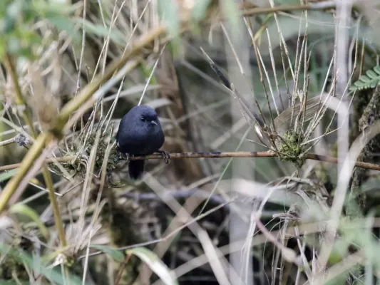 File:Scytalopus androstictus - Loja Tapaculo 1.jpg