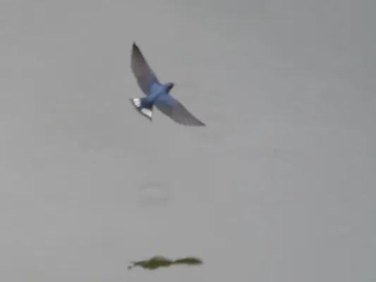 File:Hirundo angolensis 5679308.jpg