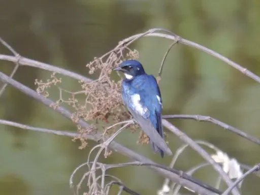File:Hirundo nigrita 88743.jpg