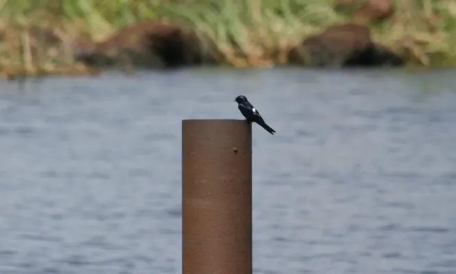 File:Hirundo nigrita 153942541.jpg