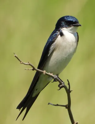 File:Hirundo dimidiata 99864256.jpg