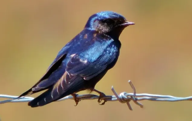 File:Hirundo atrocaerulea 103451872 (cropped).jpg