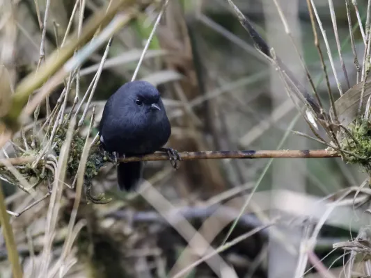 File:Scytalopus androstictus - Loja Tapaculo 1 (cropped).jpg
