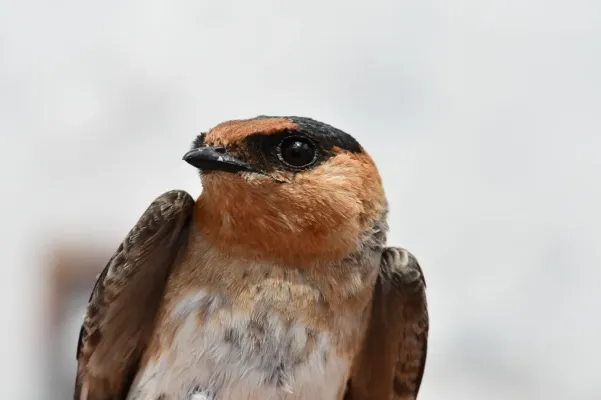 File:Petrochelidon fulva 190425330.jpg