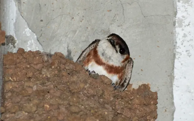 File:Petrochelidon rufocollaris 197574053.jpg