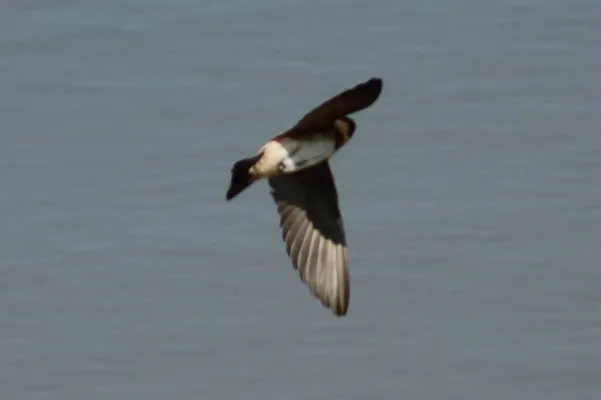 File:Petrochelidon rufocollaris 12871173.jpg