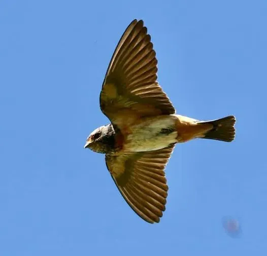 File:Petrochelidon spilodera 111895348.jpg