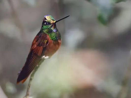 File:Coeligena iris - Rainbow Starfrontlet - male.jpg