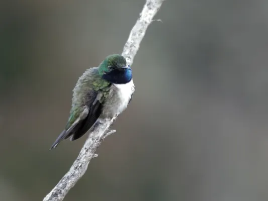 File:Oreotrochilus cyanolaemus - Blue-throated Hillstar - male.jpg