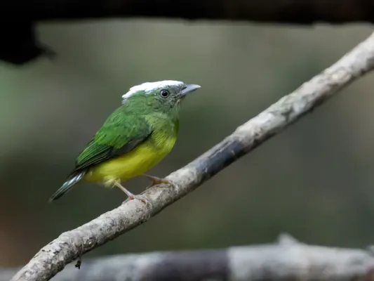 File:Lepidothrix nattereri - Snow-capped Manakin - male.jpg