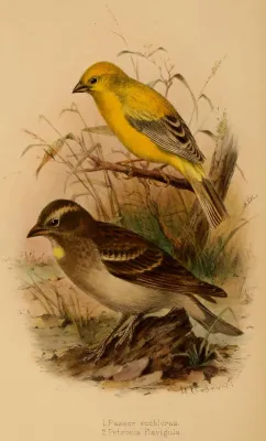 File:Passer euchlorus, Petronia flavigula.jpg