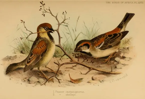 File:Passer castanopterus, Passer shelleyi.jpg
