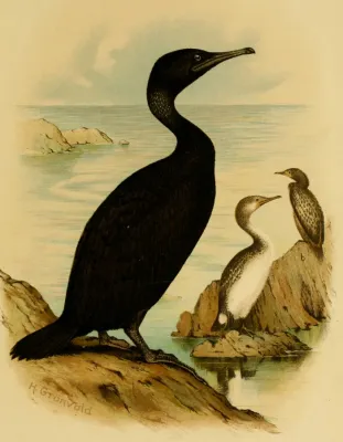 File:Phalacrocorax nigrogularis.jpg