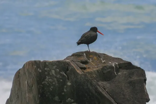 File:Ostrero variable (Haematopus unicolor), Nueva Zelanda, 2010-12-10.jpg