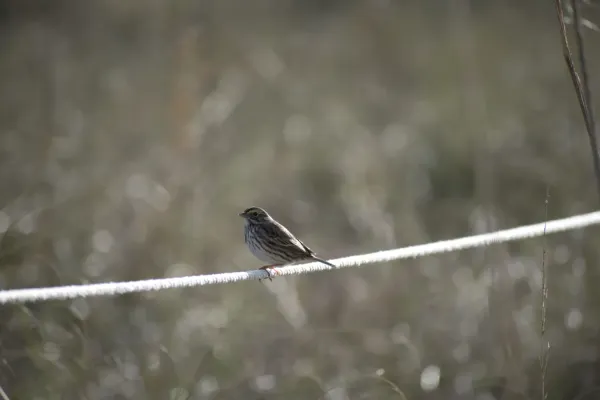 File:Savannah Sparrow (Passerculus sandwichensis).jpg
