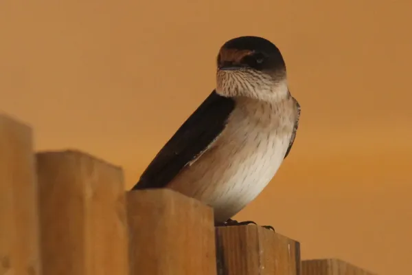 File:Petrochelidon nigricans 117255619.jpg