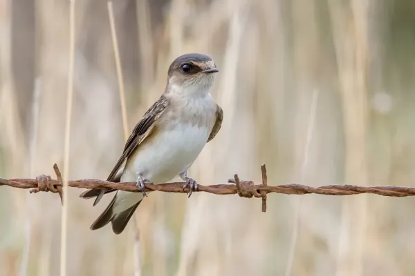 File:Petrochelidon nigricans 152315463.jpg