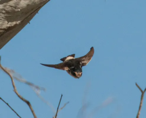 File:Petrochelidon nigricans 26618772.jpg