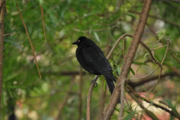 File:Lampropsar tanagrinus DT -BO Santa Cruz de la Sierra- (3) (20849011902).jpg