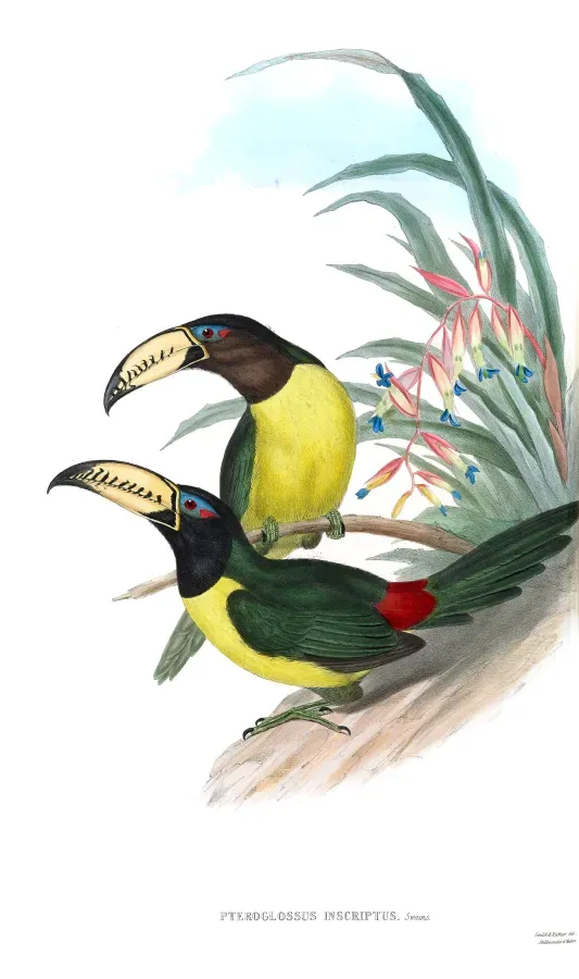 File:Pteroglossus inscriptus Gould & Richter.jpg