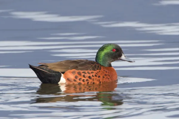 File:Anas castanea.jpg