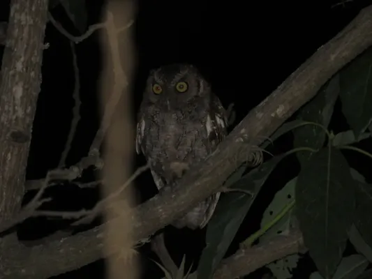 File:Megascops roboratus "Lechuza peruana".jpg