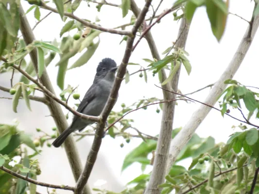 File:Pachyramphus homochrous (Beckard unicolor).jpg