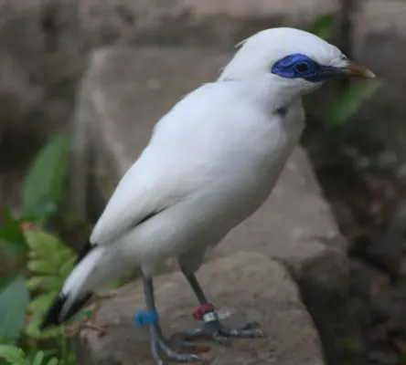 File:Leucopsar rothschildi 493392.jpg