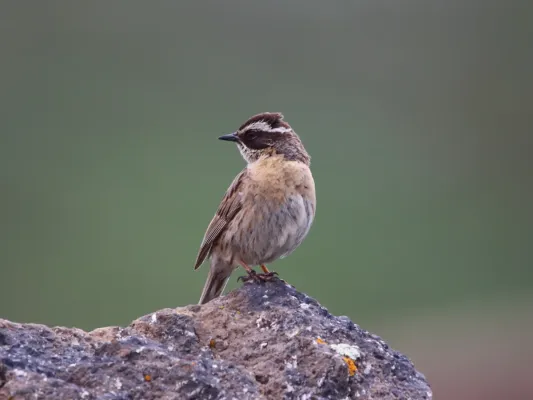 File:Prunella ocularis 18275836.jpg