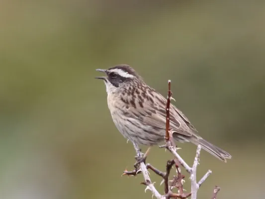 File:Prunella ocularis 7725923.jpg